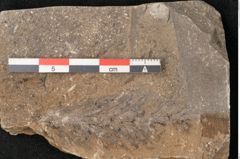 Foto (Detailansicht) von Voltzia heterophylla Brongniart (NHMW-GEO-2024-0188-11132)